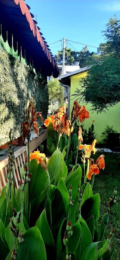 Appartement Kolonia E Artistave à Velipojë Extérieur photo